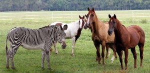 striped horses